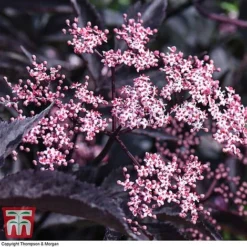Sambucus Nigra F. Porphyrophylla 'Black Beauty' -Garden Central Sales Store SAMB T62079 E