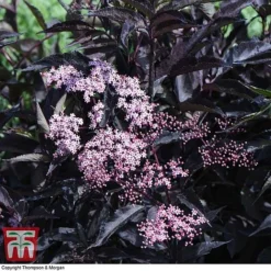 Sambucus Nigra F. Porphyrophylla 'Black Beauty' -Garden Central Sales Store SAMB T62079 G