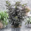 Sambucus Nigra F. Porphyrophylla 'Black Tower'