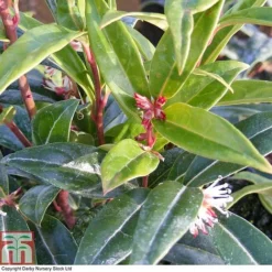 Sarcococca Hookeriana 'Winter Gem' -Garden Central Sales Store SARC T80332 A
