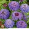 Scabious 'Blue Jeans'
