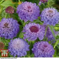 Scabious 'Blue Jeans'