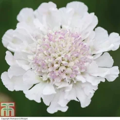 Scabious 'Kudos Collection' -Garden Central Sales Store SCAB T73681 C h