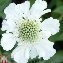 Scabious Caucasica Var. Alba