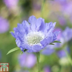 Scabious Caucasica