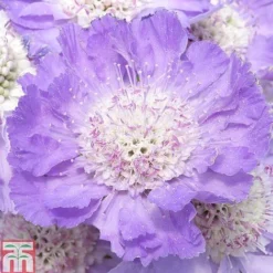 Scabious Caucasica 'Goldingensis'