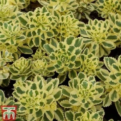 Sedum Takesimense 'Atlantis' -Garden Central Sales Store SEDU KB1354 C1