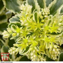 Sedum Takesimense 'Atlantis' -Garden Central Sales Store SEDU KB1354 D