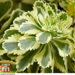 Sedum Takesimense 'Atlantis' -Garden Central Sales Store SEDU KB1354 E