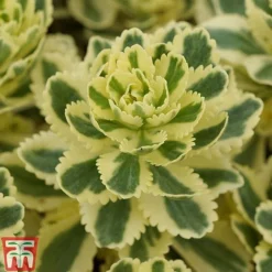 Sedum Takesimense 'Atlantis' -Garden Central Sales Store SEDU KB1354 F1