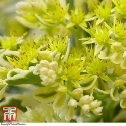Sedum Takesimense 'Atlantis' -Garden Central Sales Store SEDU KB1354 G