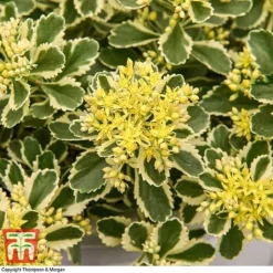 Sedum Takesimense 'Atlantis' -Garden Central Sales Store SEDU KB1354 H3