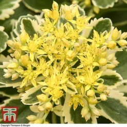 Sedum Takesimense 'Atlantis' -Garden Central Sales Store SEDU KB1354 J