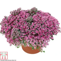 Sedum Ewersii Var. Homophyllum 'Rosenteppich' -Garden Central Sales Store SEDU T80335 B