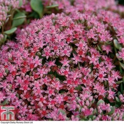Sedum Ewersii Var. Homophyllum 'Rosenteppich' -Garden Central Sales Store SEDU T80335 C