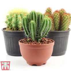 Houseplant Seed Collection 8 Houseplant Seed Collection -Garden Central Sales Store SEED1