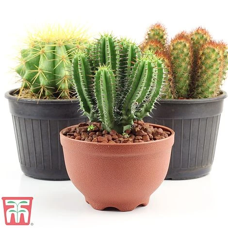 Houseplant Seed Collection 3 Houseplant Seed Collection - Image 3