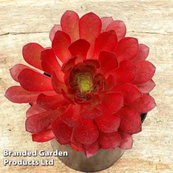 Semponium 'Sienna' -Garden Central Sales Store SEMP SIENNA H43961