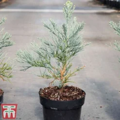 Sequoiadendron Giganteum 'Glaucum' -Garden Central Sales Store SEQU TKA3520 A