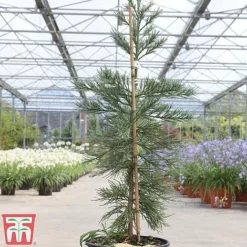 Sequoiadendron Giganteum 'Glaucum' -Garden Central Sales Store SEQU TKA3520 B