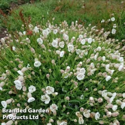Silene Uniflora 'Robin White Breast'
