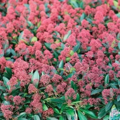 Skimmia Japonica 'Rubella' -Garden Central Sales Store SKIM T57538 A h