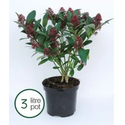 Skimmia Japonica 'Rubella' -Garden Central Sales Store SKIM T57538 B h