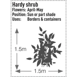 Skimmia Japonica 'Rubella' -Garden Central Sales Store SKIM T57538 C h