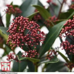 Skimmia Japonica 'Rubella' -Garden Central Sales Store SKIM T57538 E