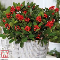 Skimmia 'Temptation' - Gift