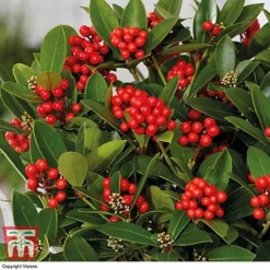 Skimmia 'Temptation' - Gift -Garden Central Sales Store SKIM WGKB7447 C