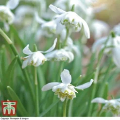 Snowdrop (Double-flowered) In The Green -Garden Central Sales Store SNOW 8675 C