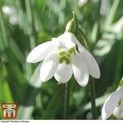 Snowdrop (Double-flowered) In The Green -Garden Central Sales Store SNOW 8675 D