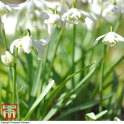 Snowdrop (Double-flowered) In The Green -Garden Central Sales Store SNOW 8675 E