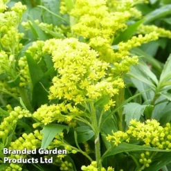 Solidago Canadensis 'Cloth Of Gold'