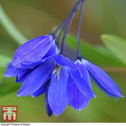 Sollya Heterophylla 'Ultra Blue' -Garden Central Sales Store SOLL KB2764 A