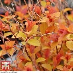 Spiraea Japonica 'Magic Carpet' -Garden Central Sales Store SPIR T58494 C