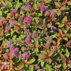 Spiraea Japonica 'Magic Carpet' -Garden Central Sales Store SPIR T58494 D