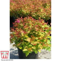 Spiraea Japonica 'Magic Carpet' -Garden Central Sales Store SPIR T58494 F