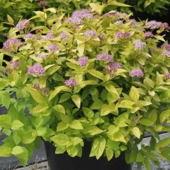 Spiraea Japonica 'Gold Mound'