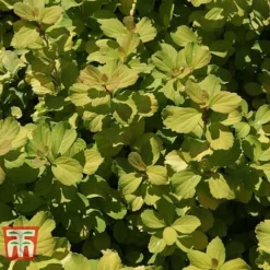 Spiraea Betulifolia 'Tor Gold' -Garden Central Sales Store SPIR T66454 D