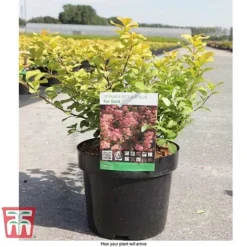 Spiraea Betulifolia 'Tor Gold' -Garden Central Sales Store SPIR T66454 E