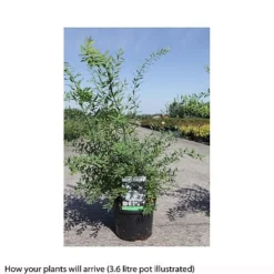 Spiraea Cinerea 'Graciosa' -Garden Central Sales Store SPIR T66456 B h