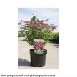 Spiraea Japonica 'Anthony Waterer' -Garden Central Sales Store SPIR T66459 B h