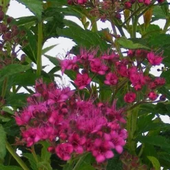 Spiraea Japonica 'Anthony Waterer'