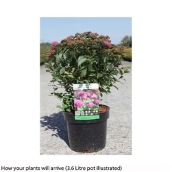 Spiraea Japonica 'Double Play Artist' -Garden Central Sales Store SPIR T66462 B h