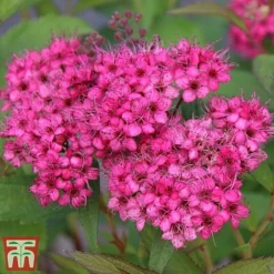 Spiraea Japonica 'Neon Flash'