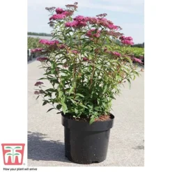 Spiraea Japonica 'Neon Flash' -Garden Central Sales Store SPIR T66467 C
