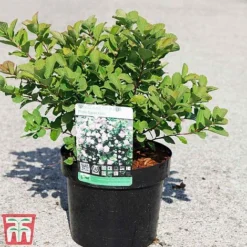 Spiraea Betulifolia 'Pink Sparkler' -Garden Central Sales Store SPIR TKA3526 A