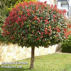 Photinia 'Red Robin' (Standard) -Garden Central Sales Store STAN TCK74037 A1